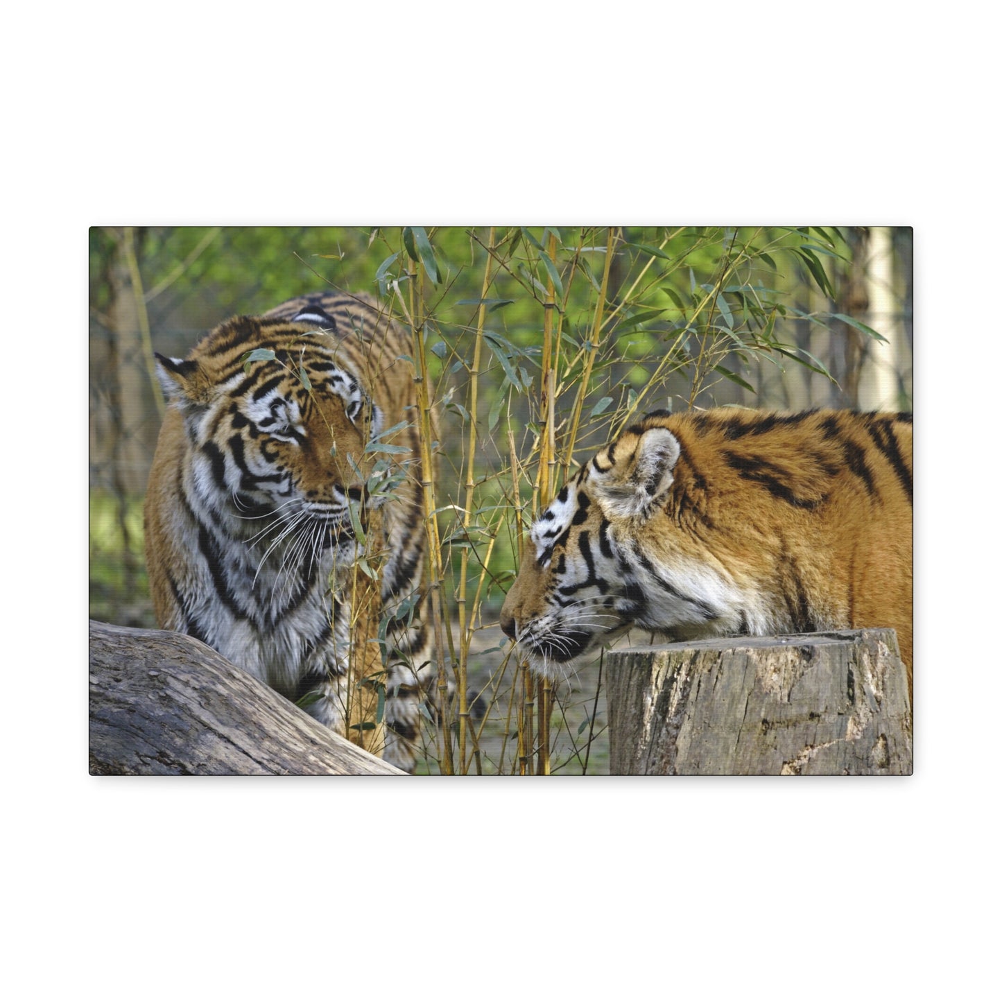"Clash of Kings – Fighting Tigers Wall Art on canvas, acrylic, and metal – front view featuring two fierce tigers preparing to battle."