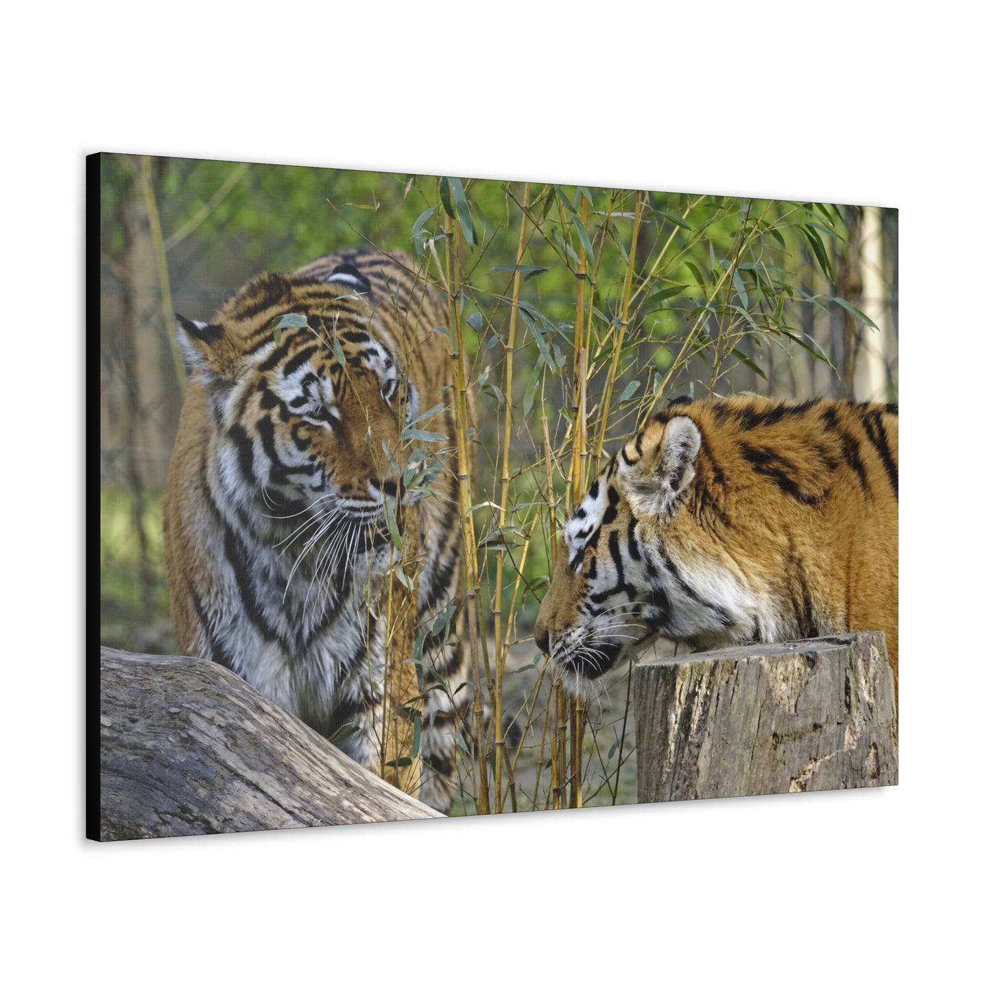 "Clash of Kings – Fighting Tigers Wall Art on canvas, acrylic, and metal – front view featuring two fierce tigers preparing to battle."