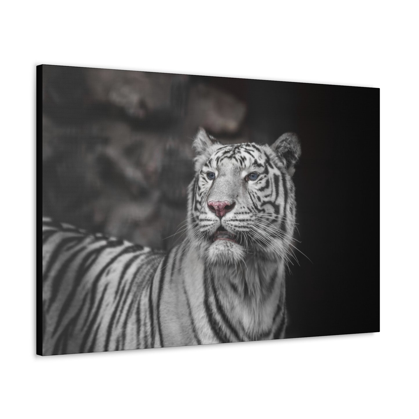 Embrace the mystique of Ghost Stripes, a black and white white tiger wall print. Available on canvas, acrylic & metal. Shop now at STG Collection!