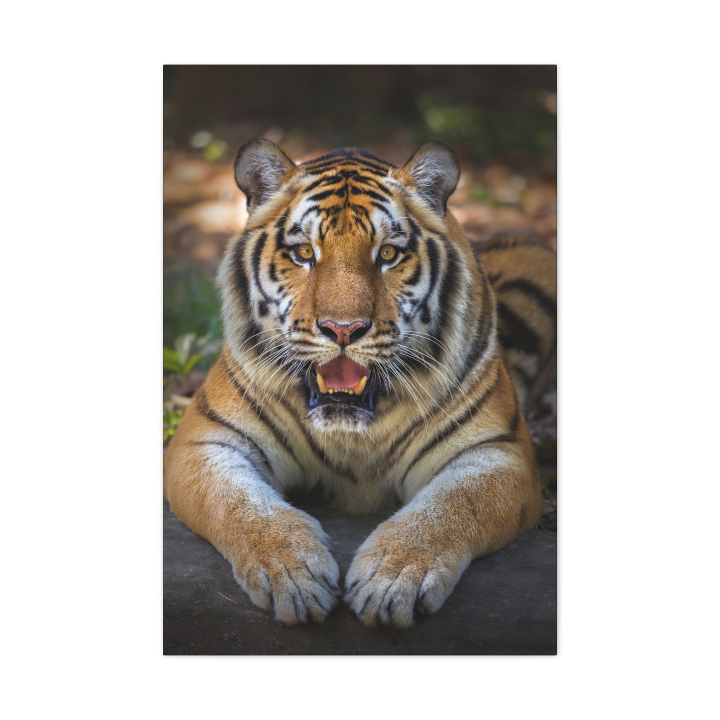 "Wild Resilience – Panting Tiger Wall Art on canvas, acrylic, and metal – front view featuring a fierce tiger mid-pant with intense eyes."