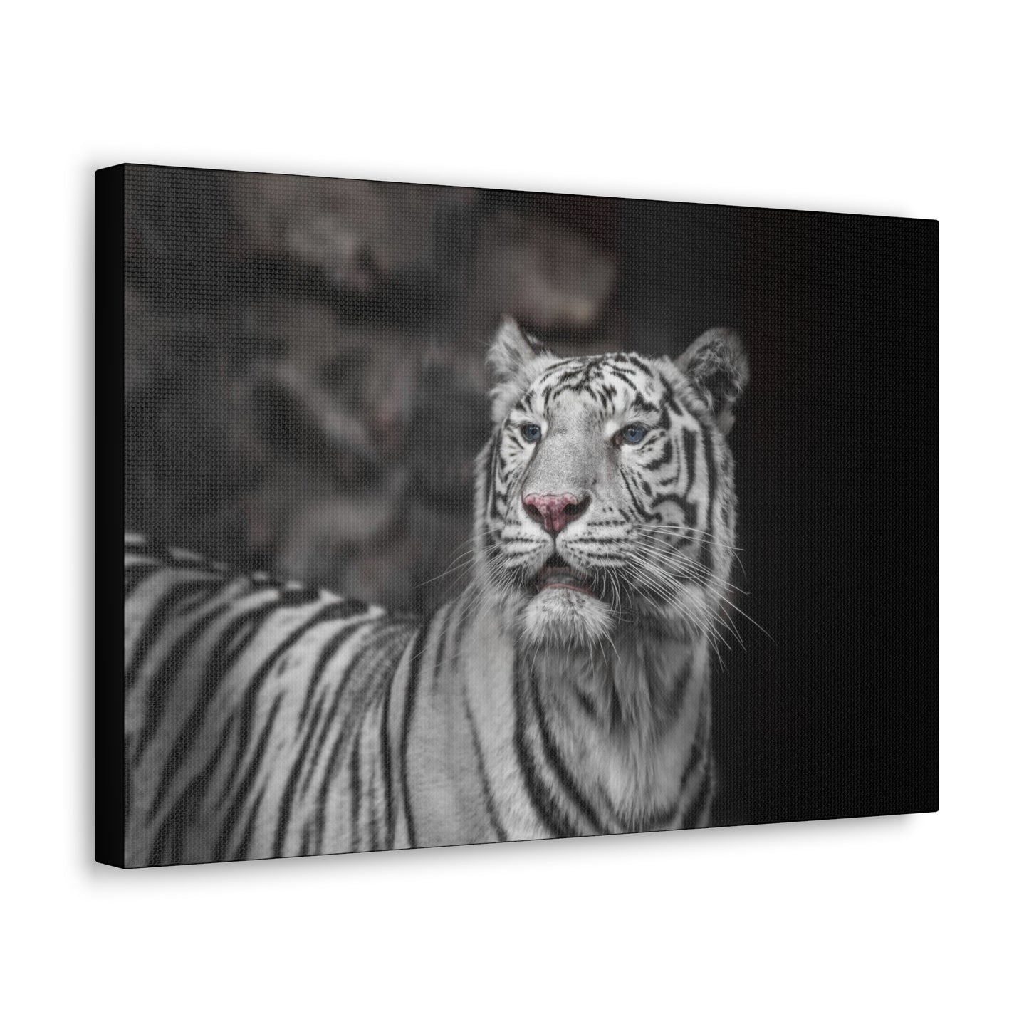 Embrace the mystique of Ghost Stripes, a black and white white tiger wall print. Available on canvas, acrylic & metal. Shop now at STG Collection!