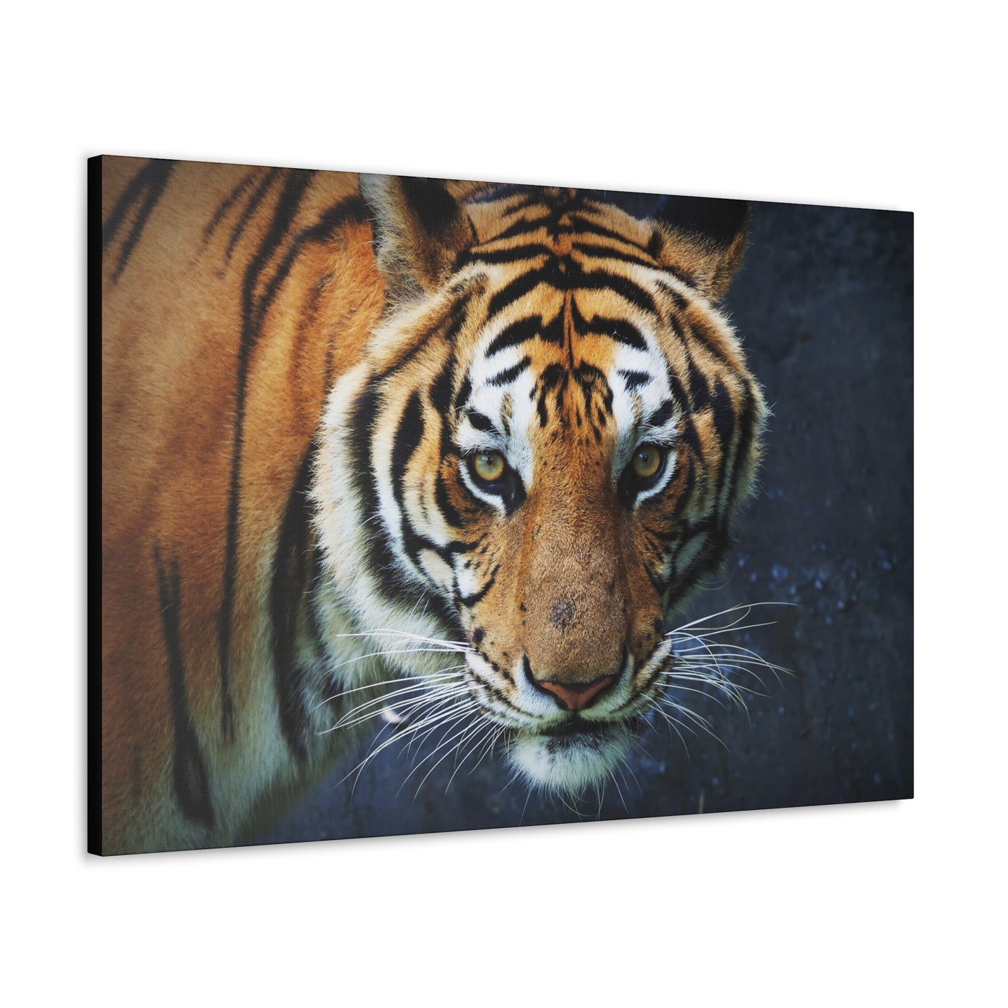 "Fierce Focus – Majestic Tiger Headshot Wall Art on canvas, acrylic, and metal – front view featuring an intense close-up of a tiger’s face."