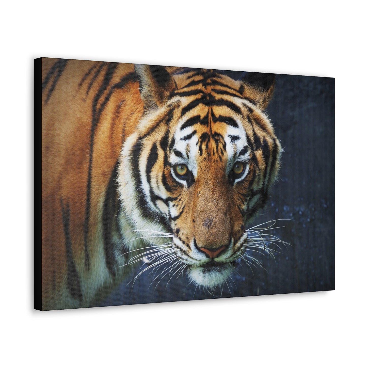"Fierce Focus – Majestic Tiger Headshot Wall Art on canvas, acrylic, and metal – front view featuring an intense close-up of a tiger’s face."
