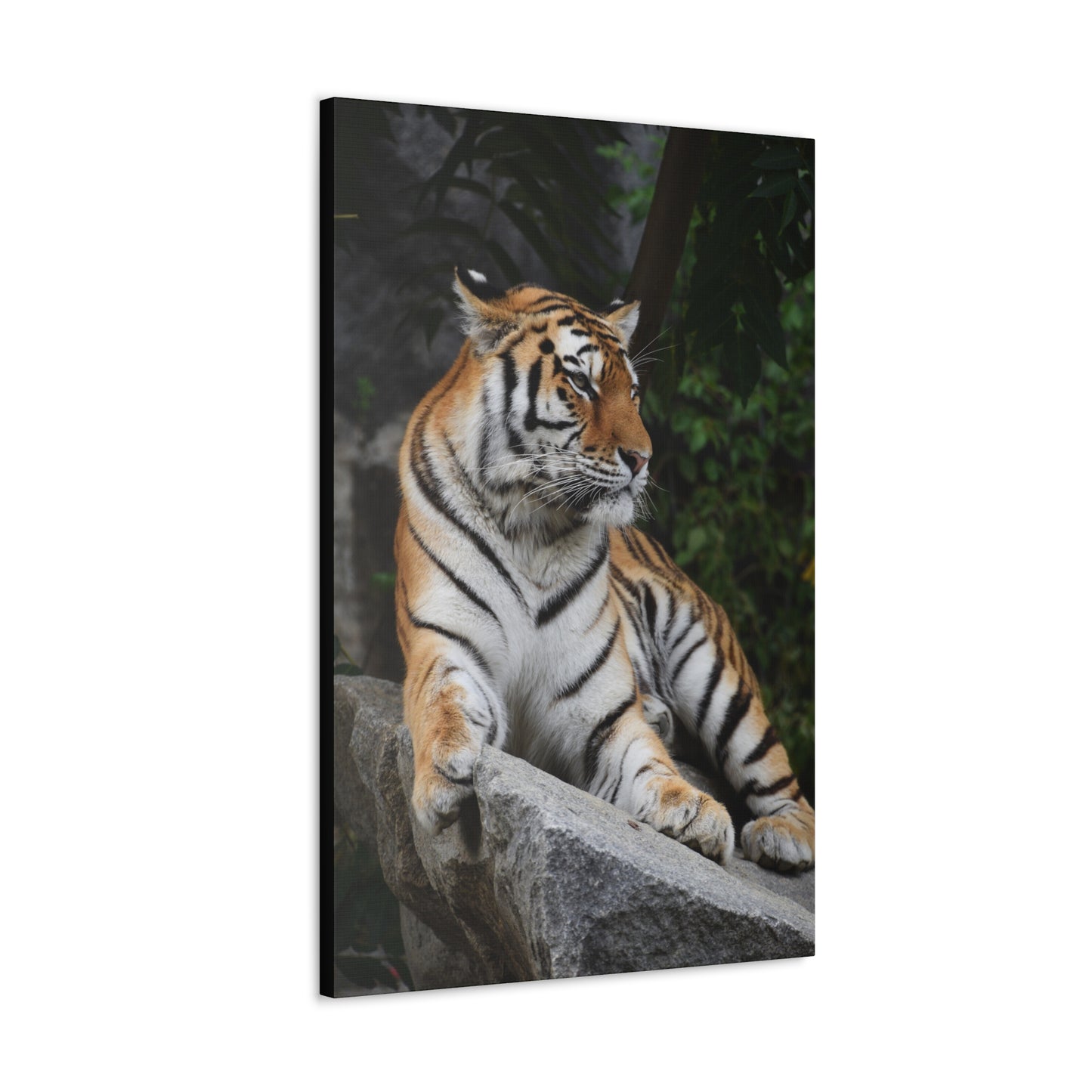 "Stone Throne – Tiger Resting on a Rock Wall Art on canvas, acrylic, and metal – front view featuring a powerful tiger reclining on a rugged rock."
