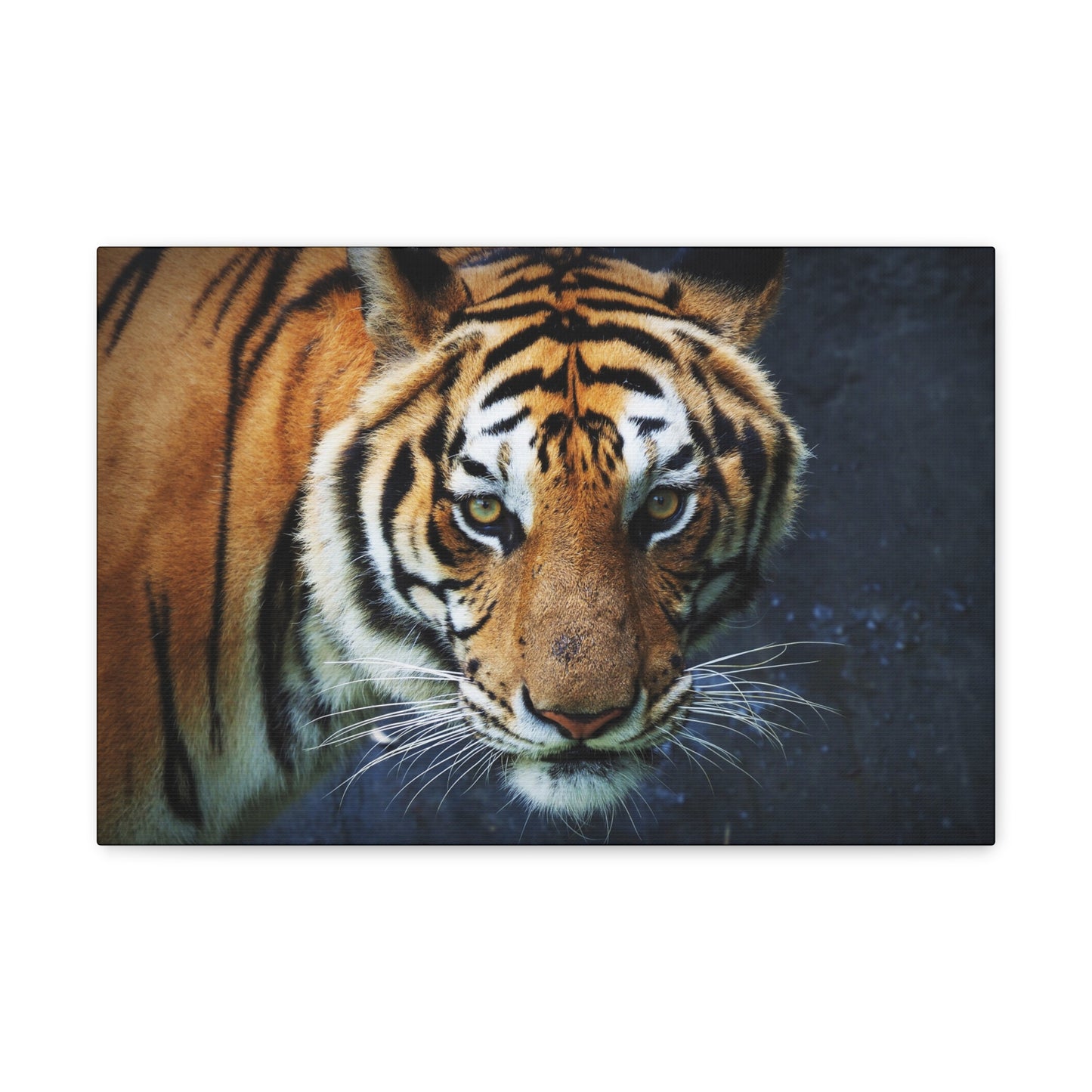 "Fierce Focus – Majestic Tiger Headshot Wall Art on canvas, acrylic, and metal – front view featuring an intense close-up of a tiger’s face."