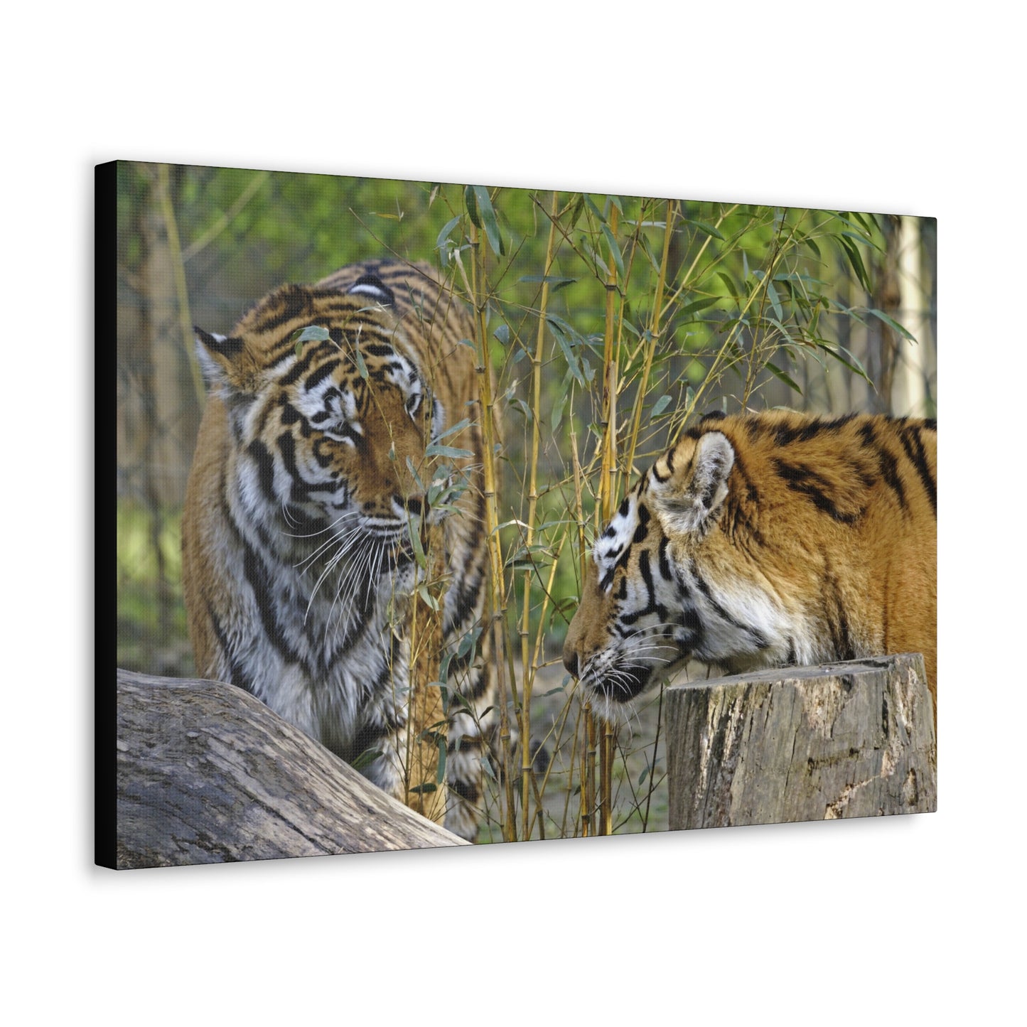 "Clash of Kings – Fighting Tigers Wall Art on canvas, acrylic, and metal – front view featuring two fierce tigers preparing to battle."