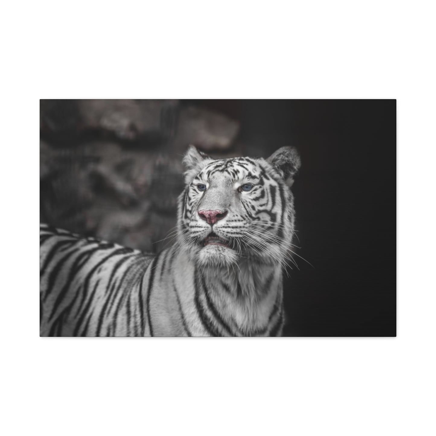 Embrace the mystique of Ghost Stripes, a black and white white tiger wall print. Available on canvas, acrylic & metal. Shop now at STG Collection!