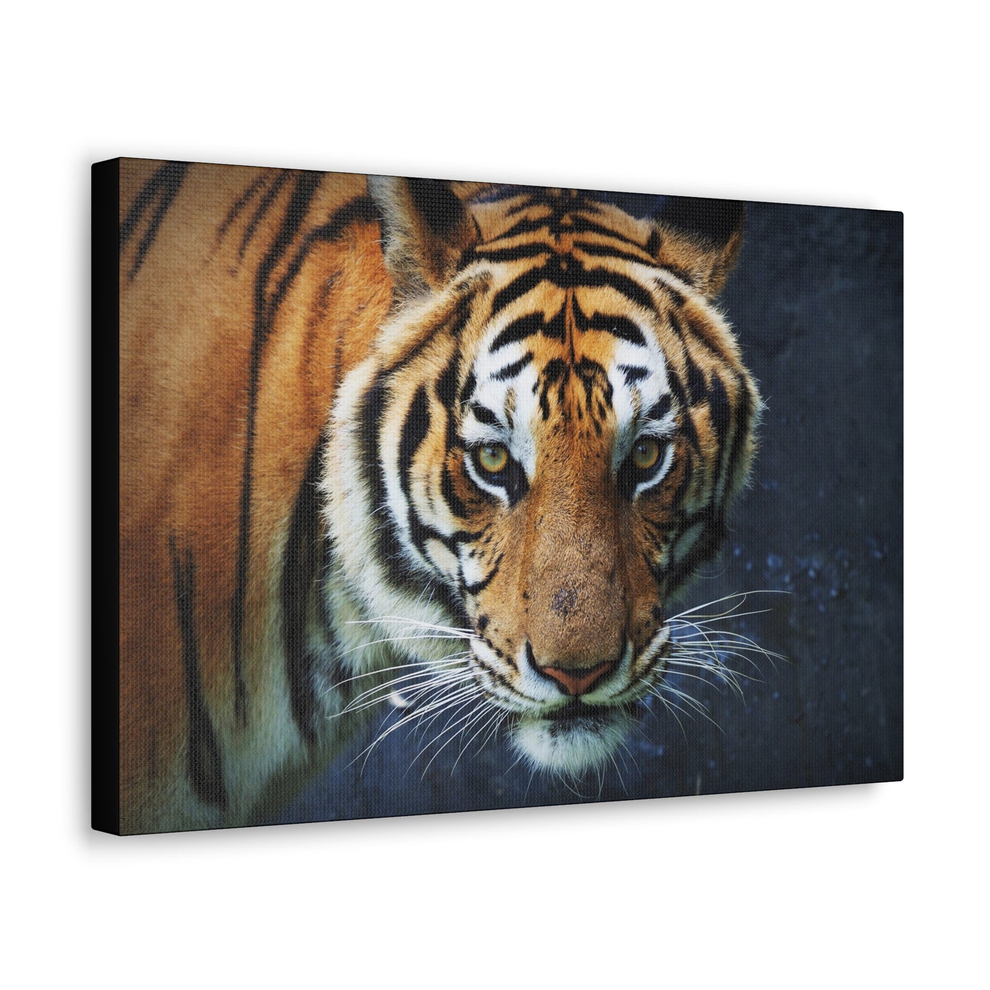 "Fierce Focus – Majestic Tiger Headshot Wall Art on canvas, acrylic, and metal – front view featuring an intense close-up of a tiger’s face."