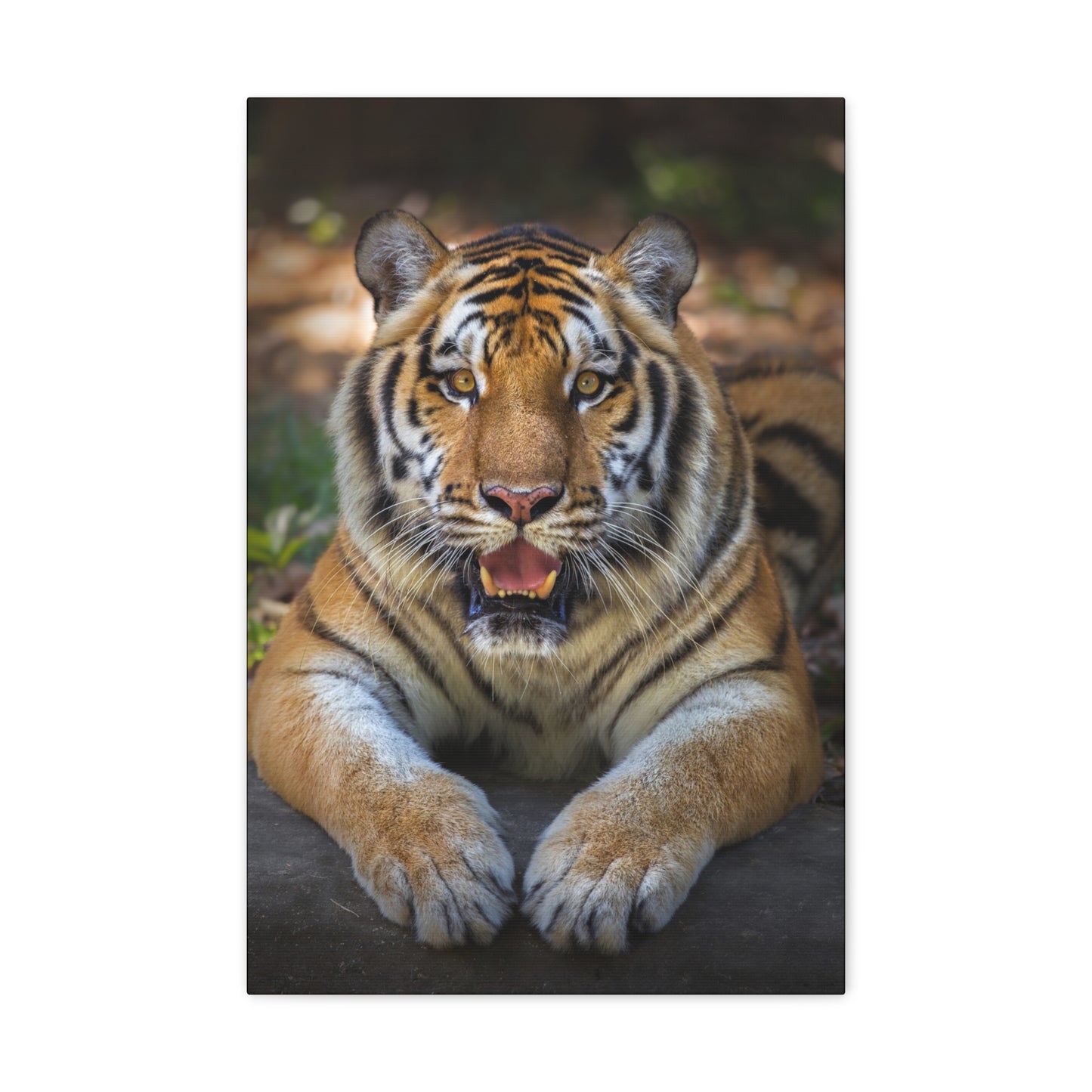 "Wild Resilience – Panting Tiger Wall Art on canvas, acrylic, and metal – front view featuring a fierce tiger mid-pant with intense eyes."