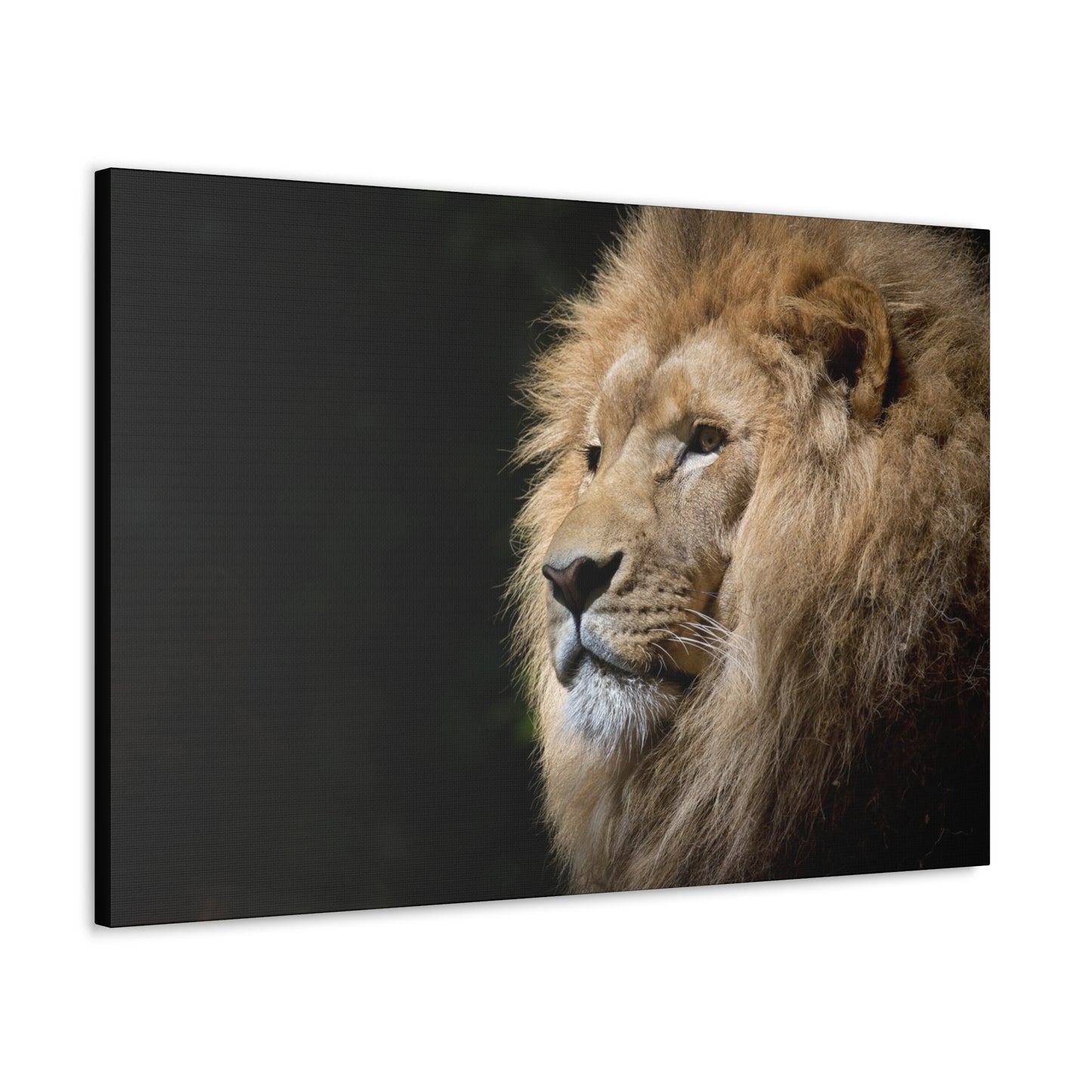 "Shadow King – Lion Portrait on Black Background Wall Art on canvas, acrylic, and metal – front view featuring a dramatic lion face against a dark background."