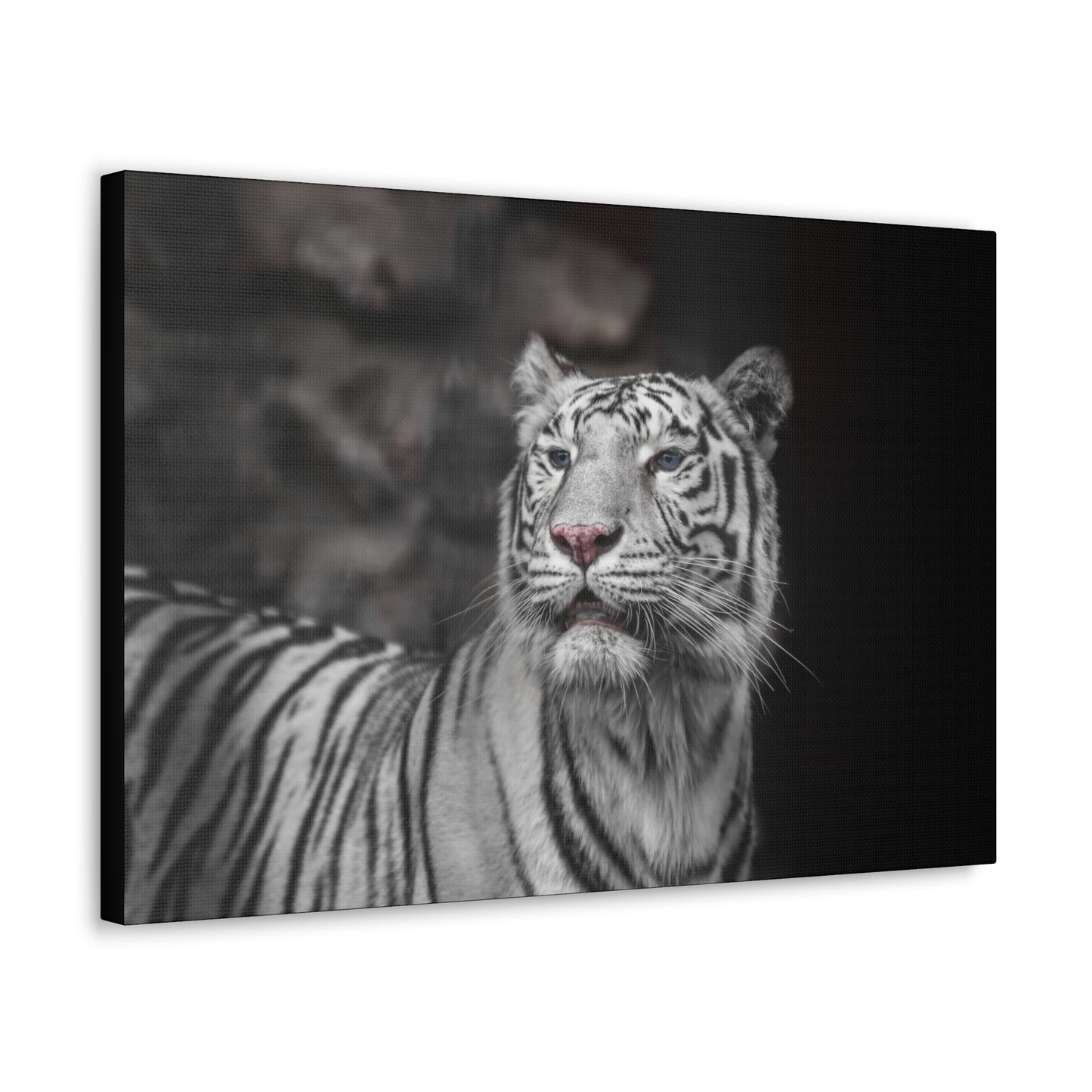 Embrace the mystique of Ghost Stripes, a black and white white tiger wall print. Available on canvas, acrylic & metal. Shop now at STG Collection!