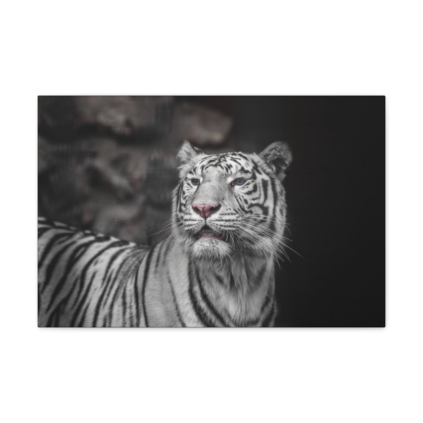 Embrace the mystique of Ghost Stripes, a black and white white tiger wall print. Available on canvas, acrylic & metal. Shop now at STG Collection!