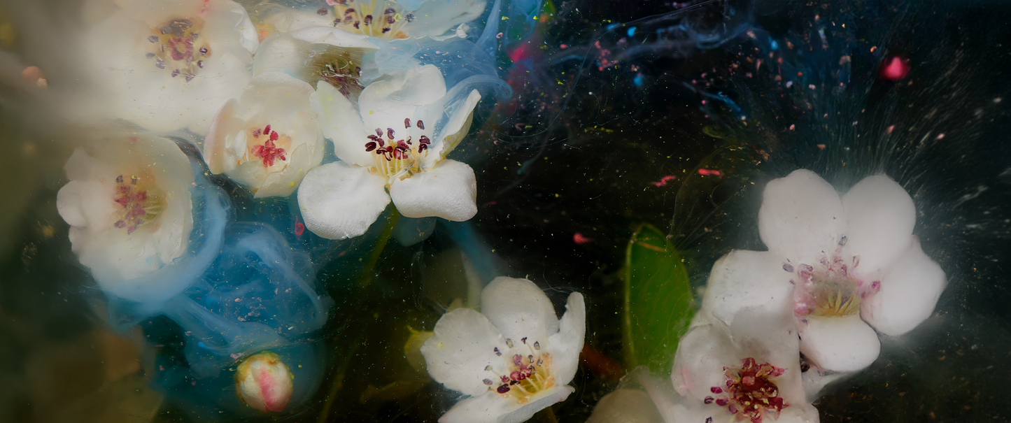 Bloom in Suspension wall art in 11x26 canvas print format – available at Snapping Turtle Gallery