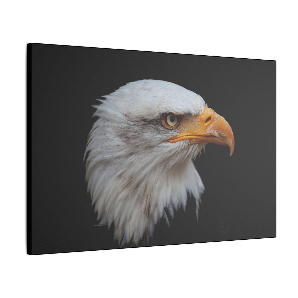 Animal Wall Art