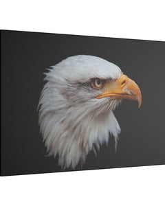 Animal Art | Acrylic, Metal & Canvas