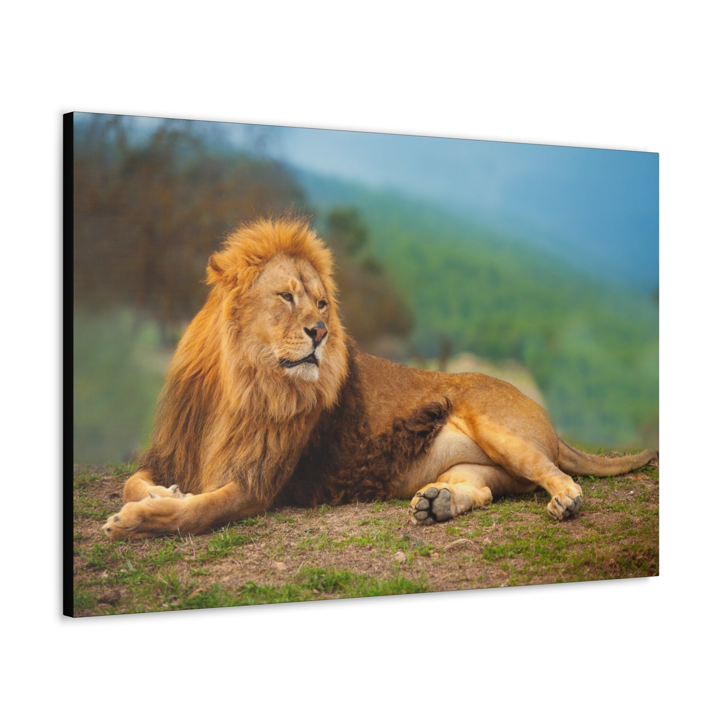 "Sunlit King – Male Lion Resting in the Sun Wall Art on canvas, acrylic, and metal – front view featuring a regal lion basking in golden sunlight."
