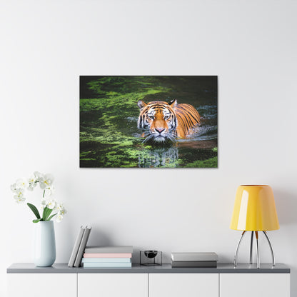 Silent Strength – Swimming Tiger Wall Art on canvas, acrylic, and metal – front view featuring a powerful tiger moving gracefully through water.