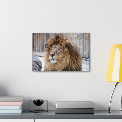 "Regal Rest – Lion Propping His Head Up Wall Art on canvas, acrylic, and metal – front view featuring a calm yet dominant lion resting his head on his paws."
