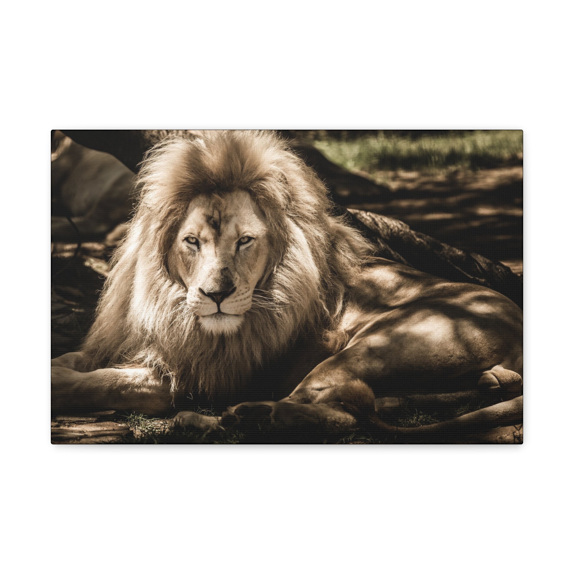 "Monarch’s Rest – Great Lion Under a Tree Wall Art on canvas, acrylic, and metal – front view featuring a majestic lion resting under a tree."

