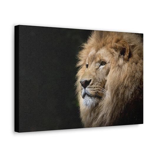 "Shadow King – Lion Portrait on Black Background Wall Art on canvas, acrylic, and metal – front view featuring a dramatic lion face against a dark background."
