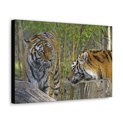 "Clash of Kings – Fighting Tigers Wall Art on canvas, acrylic, and metal – front view featuring two fierce tigers preparing to battle."
