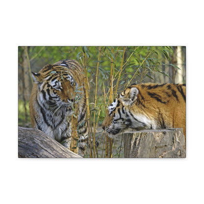 "Clash of Kings – Fighting Tigers Wall Art on canvas, acrylic, and metal – front view featuring two fierce tigers preparing to battle."
