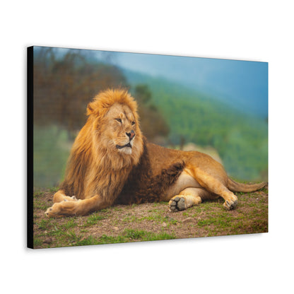 "Sunlit King – Male Lion Resting in the Sun Wall Art on canvas, acrylic, and metal – front view featuring a regal lion basking in golden sunlight."
