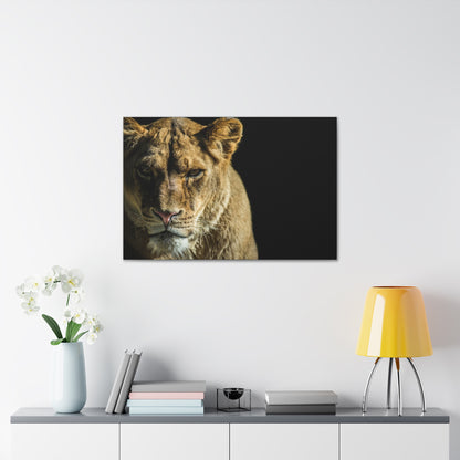 "Silent Huntress – Female Lion on the Prowl Wall Art on canvas, acrylic, and metal – front view featuring a lioness stalking her prey."
