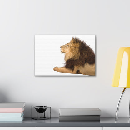 "Silent Guardian – Resting Lion on White Background Wall Art on canvas, acrylic, and metal – front view featuring a serene lion lying down."
