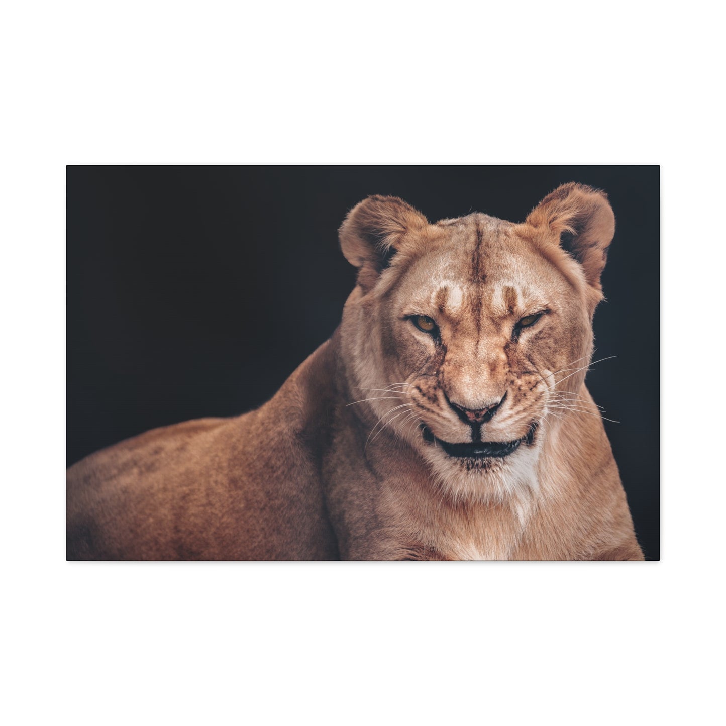 "Queen of the Wild – Female Lion Wall Art on canvas, acrylic, and metal – front view featuring a strong and majestic lioness."
