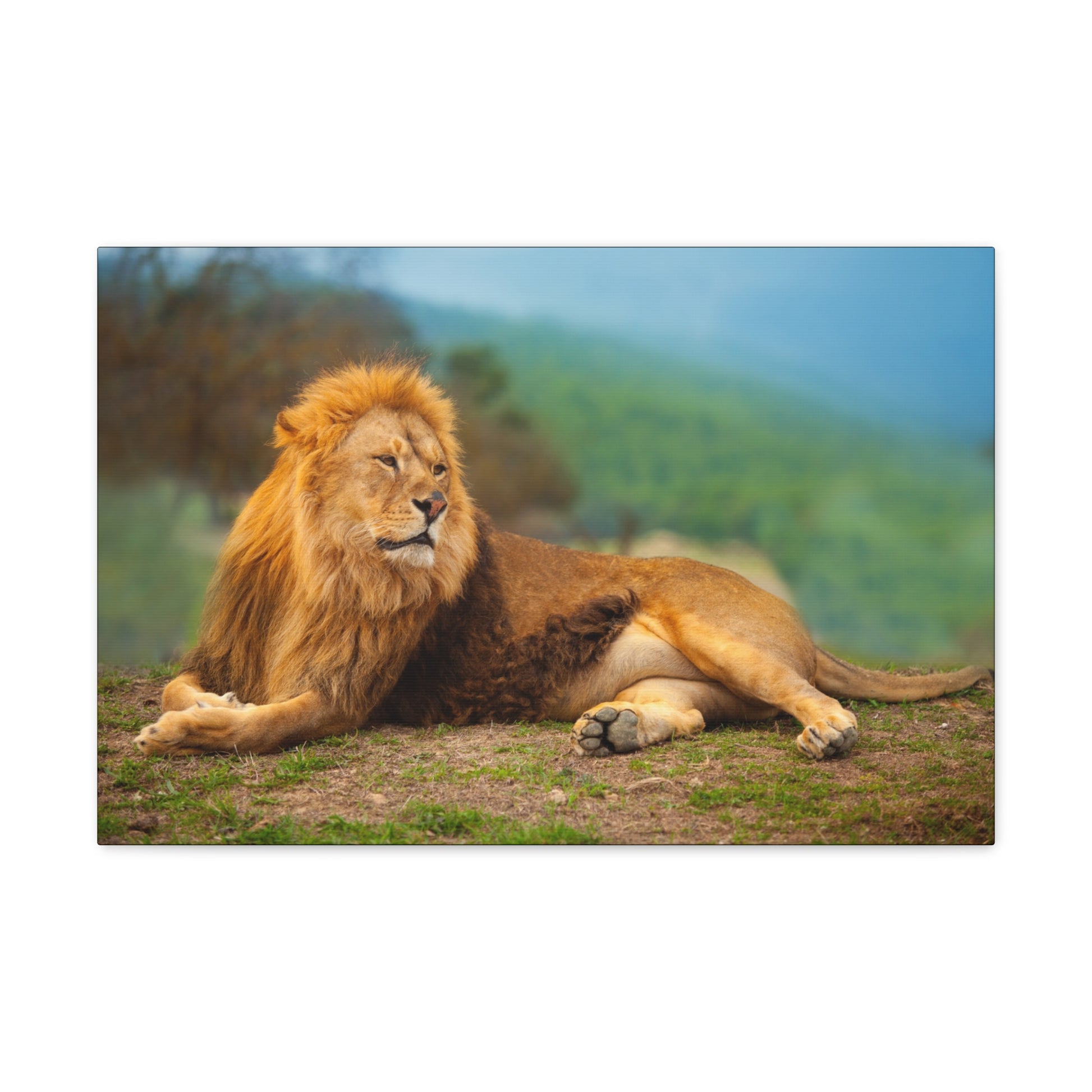 "Sunlit King – Male Lion Resting in the Sun Wall Art on canvas, acrylic, and metal – front view featuring a regal lion basking in golden sunlight."

