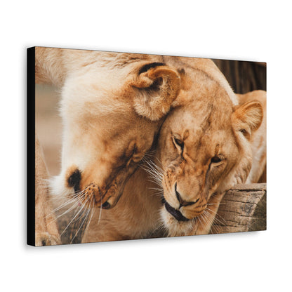 "Sisterhood of the Wild – Lioness Bond Wall Art on canvas, acrylic, and metal – front view featuring two lionesses touching heads in a heartwarming moment."
