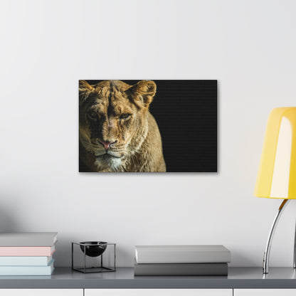 "Silent Huntress – Female Lion on the Prowl Wall Art on canvas, acrylic, and metal – front view featuring a lioness stalking her prey."
