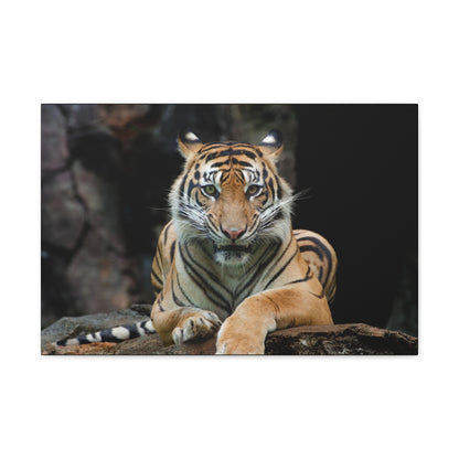 "Rock Throne – Tiger Resting on a Stone Wall Art on canvas, acrylic, and metal – front view featuring a majestic tiger lounging on a rugged rock."
