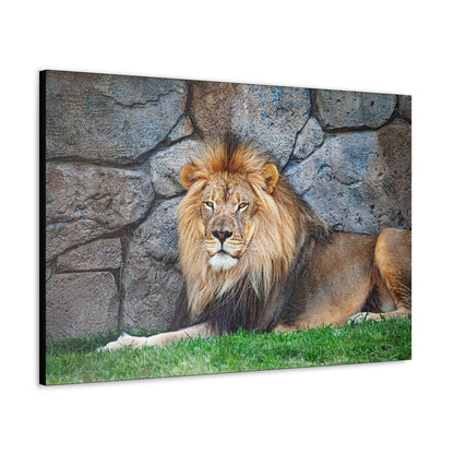 "Serenity of the Wild – Lion Resting in the Grass Wall Art on canvas, acrylic, and metal – front view featuring a calm yet powerful lion in the tall grass."
