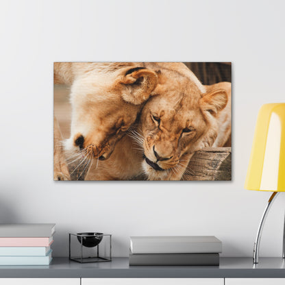 "Sisterhood of the Wild – Lioness Bond Wall Art on canvas, acrylic, and metal – front view featuring two lionesses touching heads in a heartwarming moment."
