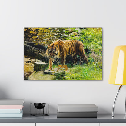 "Silent Predator – Tiger Drinking in the Grass Wall Art on canvas, acrylic, and metal – front view featuring a majestic tiger about to drink in a grassy field."

