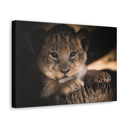 "Innocence of the Wild – Lion Cub Wall Art on canvas, acrylic, and metal – front view featuring a young lion cub in a heartwarming pose."
