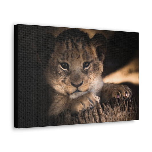 "Innocence of the Wild – Lion Cub Wall Art on canvas, acrylic, and metal – front view featuring a young lion cub in a heartwarming pose."
