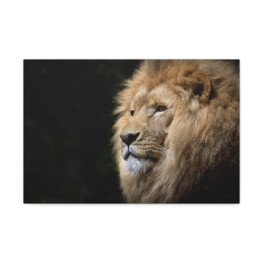 "Shadow King – Lion Portrait on Black Background Wall Art on canvas, acrylic, and metal – front view featuring a dramatic lion face against a dark background."