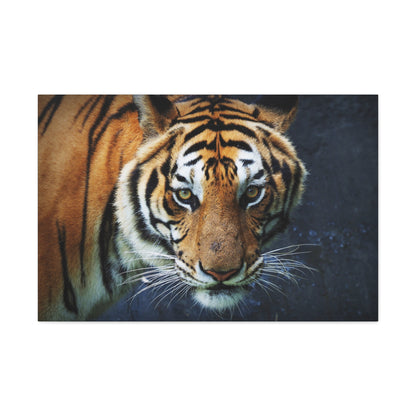 "Fierce Focus – Majestic Tiger Headshot Wall Art on canvas, acrylic, and metal – front view featuring an intense close-up of a tiger’s face."
