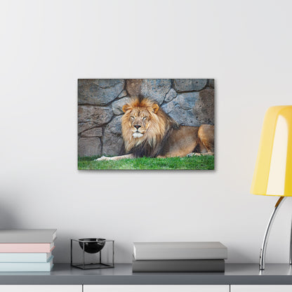 "Serenity of the Wild – Lion Resting in the Grass Wall Art on canvas, acrylic, and metal – front view featuring a calm yet powerful lion in the tall grass."
