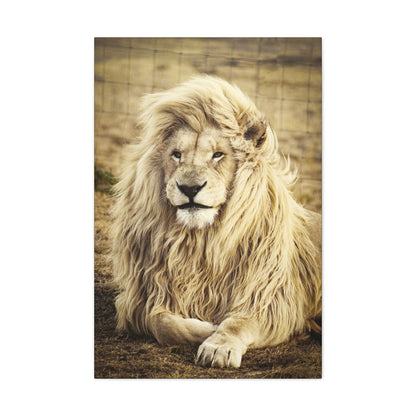 "Lion Laying in a Field Wall Art on canvas, acrylic, and metal – front view of majestic wildlife scene"
