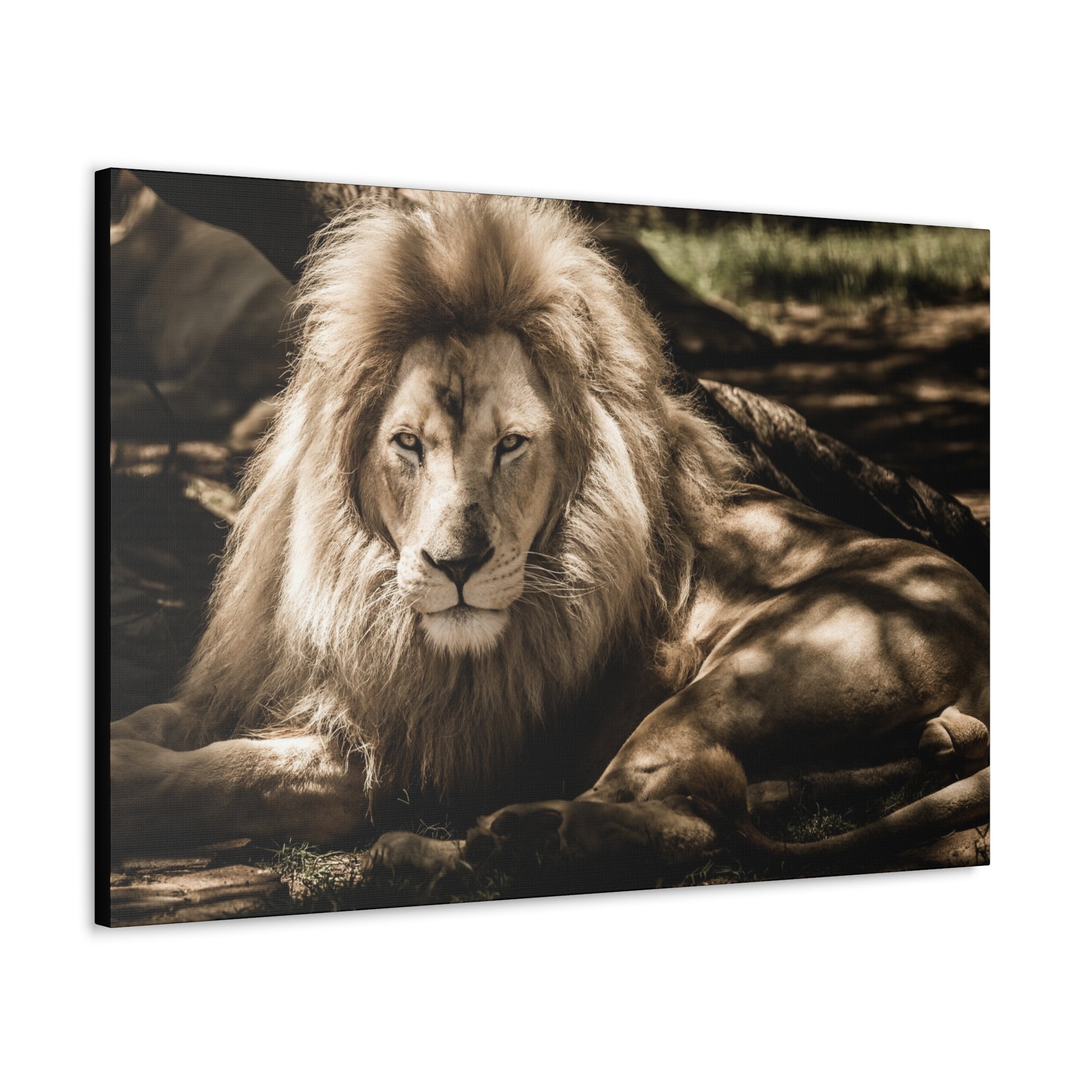 "Monarch’s Rest – Great Lion Under a Tree Wall Art on canvas, acrylic, and metal – front view featuring a majestic lion resting under a tree."
