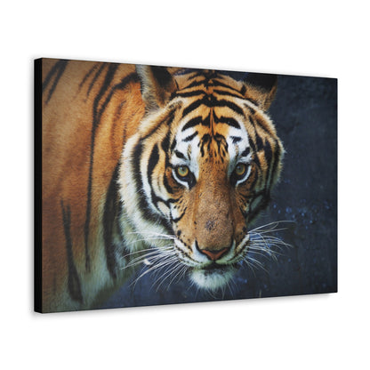 "Fierce Focus – Majestic Tiger Headshot Wall Art on canvas, acrylic, and metal – front view featuring an intense close-up of a tiger’s face."
