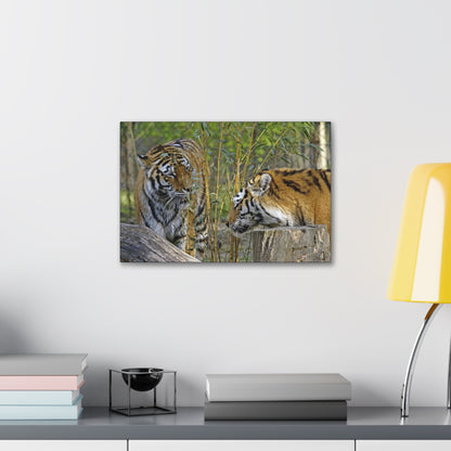 "Clash of Kings – Fighting Tigers Wall Art on canvas, acrylic, and metal – front view featuring two fierce tigers preparing to battle."

