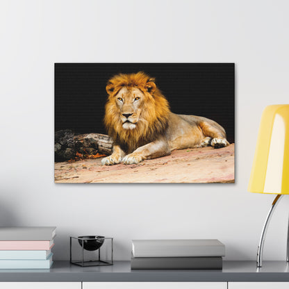 "Desert King – Lion Resting on Sandy Patch Wall Art on canvas, acrylic, and metal – front view featuring a relaxed lion lying on warm sand."
