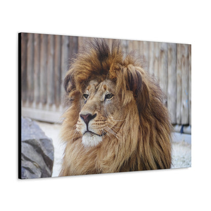 "Regal Rest – Lion Propping His Head Up Wall Art on canvas, acrylic, and metal – front view featuring a calm yet dominant lion resting his head on his paws."
