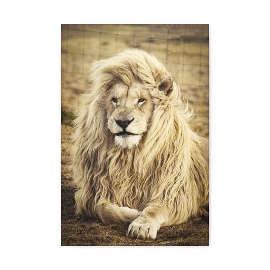 "Lion Laying in a Field Wall Art on canvas, acrylic, and metal – front view of majestic wildlife scene"