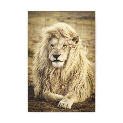 "Lion Laying in a Field Wall Art on canvas, acrylic, and metal – front view of majestic wildlife scene"
